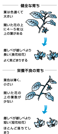 ナスの健康診断のすすめ