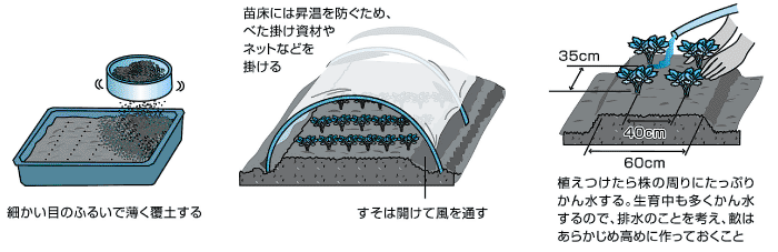 セルリー栽培のポイント