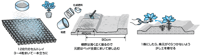 ハクサイ作り成功のポイント