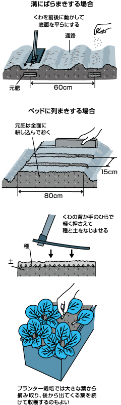 耐寒性が強く冬に重宝する小松菜