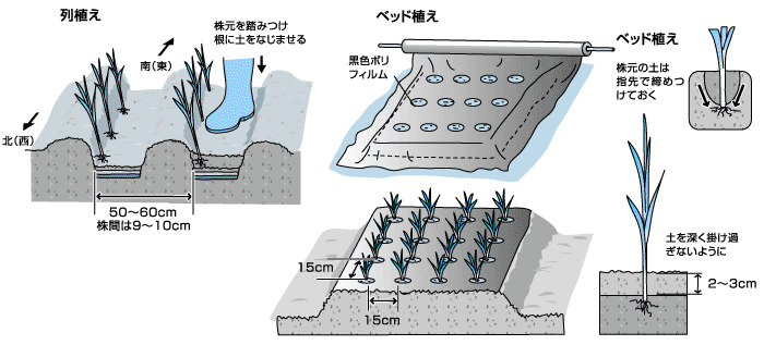 タマネギの植えつけと作業のコツ