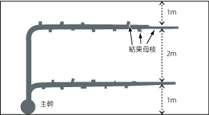 棚上の枝の配置例