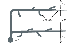 棚上の枝の配置例