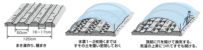 トンネル保温で早取りコカブを