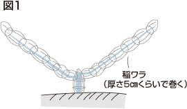 イチジク枝管理1