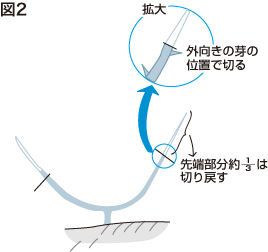 イチジク枝管理2