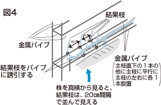 イチジクの枝管理4