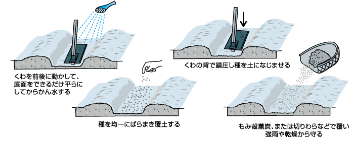 春夏野菜の種まき好適シーズンの到来