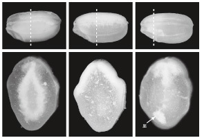 登熟の仕組みと白未熟粒の発生要因【図-2】