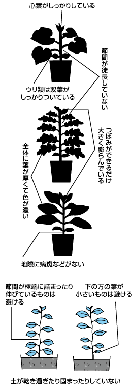 購入苗の上手な見分け方、使い方