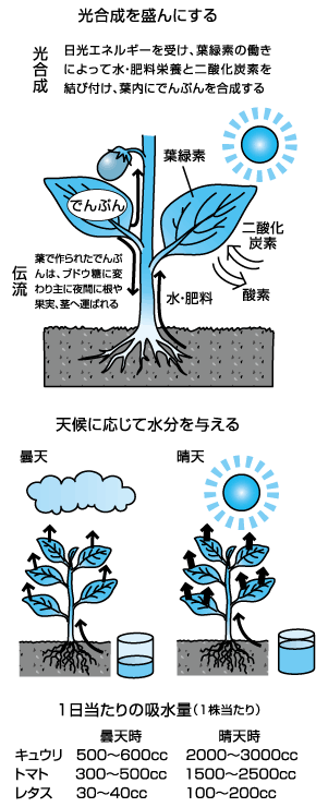 家庭菜園の日々の管理