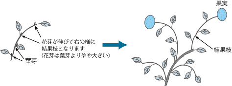 果実の着き方の特徴（結果習性）