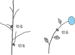 【図2】間引き剪定