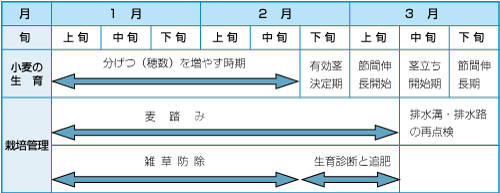 小麦の生育と栽培管理