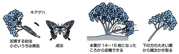 手軽に育て周年自給できるパセリ