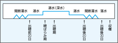 中干し後の水管理