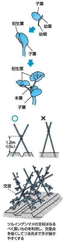 育てやすくて新鮮な味が格別　インゲンマメ