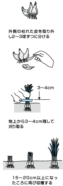 必ず成功するワケギ作り