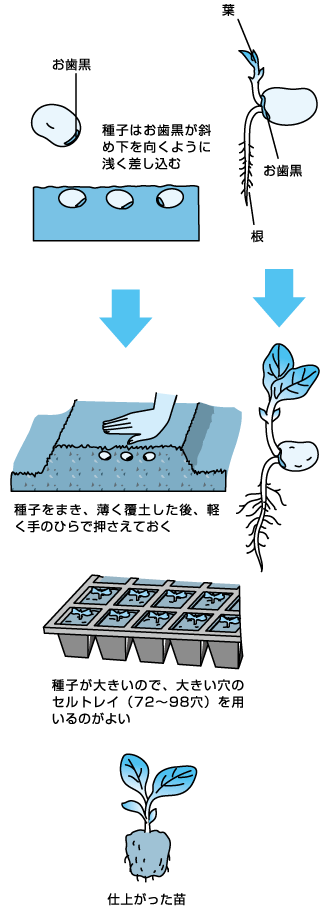 新鮮な味が一番のソラマメ