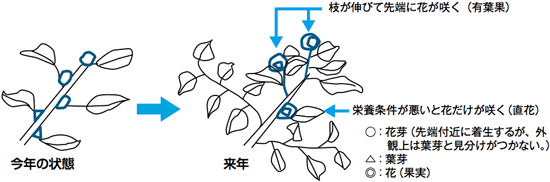 【ミカンの結果習性】