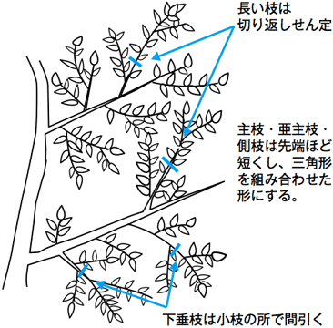 【樹勢が弱い系統のせん定】