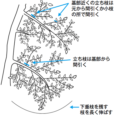 【青島温州などの強い系統のせん定】