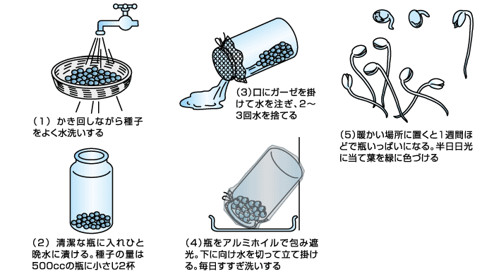 冬の室内で栽培するもやし