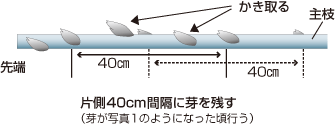 水平に誘引してある主枝を横から見たところ