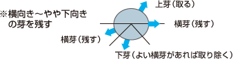 せん定した結果枝を断面として見たところ