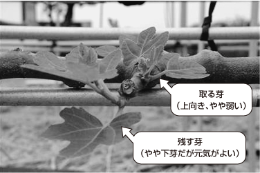 芽かきの時に「残す芽」「取る芽」