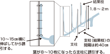 誘引の方法と結果枝の間隔