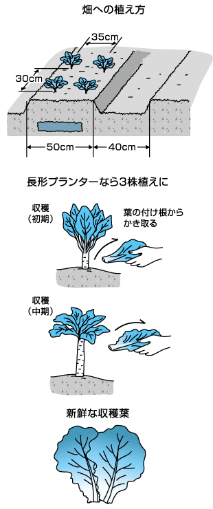 育てやすく、長く楽しめるサンチュ