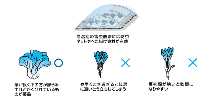 煮物にしても色鮮やか　チンゲンサイ