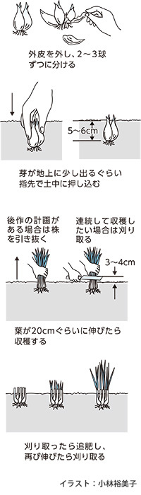 ワケギ刈り取りまで