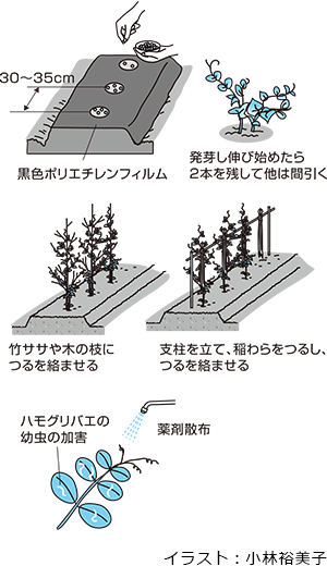 取れ立て格別サヤエンドウ