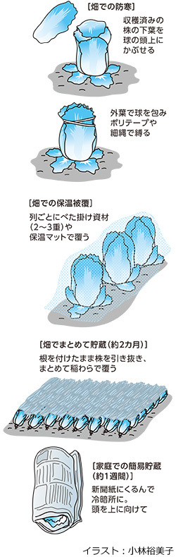 ハクサイ上手な貯蔵方