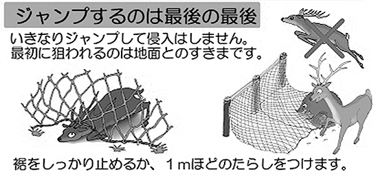 シカの場合