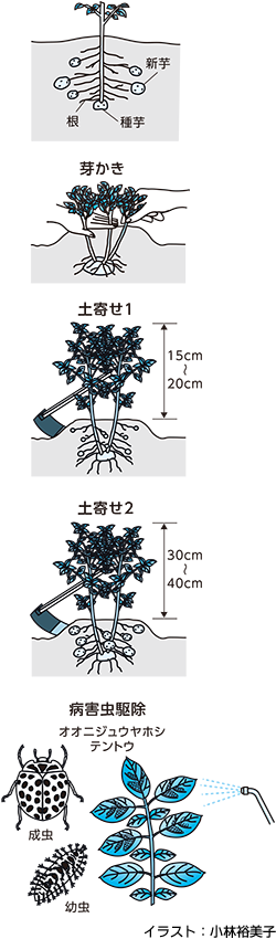 ジャガイモ萌芽後の管理