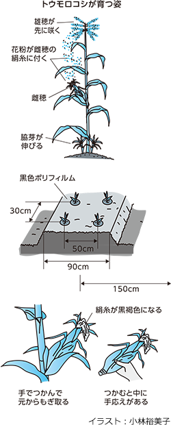 もぎたての味を楽しむトウモロコシ