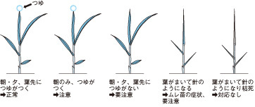 ムレ苗の症状と目安