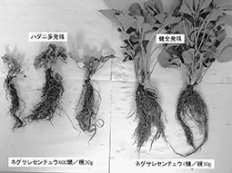 ハダニ多発株と健全株の比較