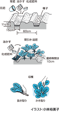 小松菜の収穫まで