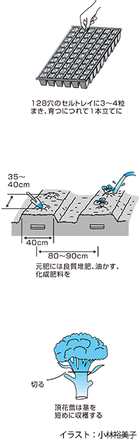 ブロッコリーの収穫まで