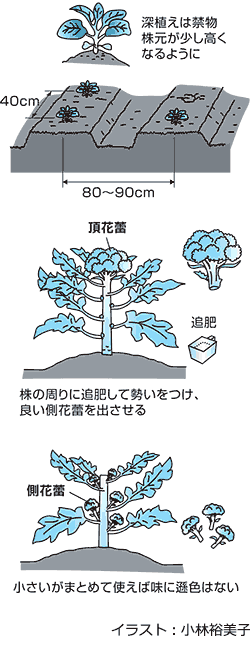 栄養価が魅力のブロッコリー