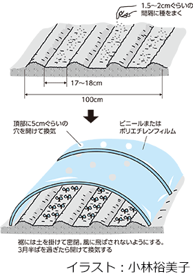 春取り小カブ