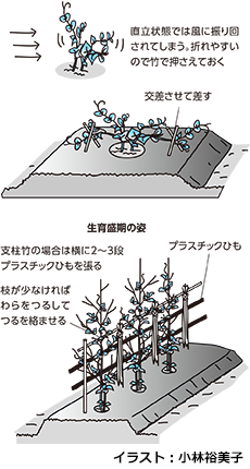 たくさん取れるサヤエンドウ