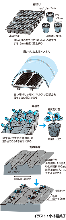 ハクサイの病害虫予防