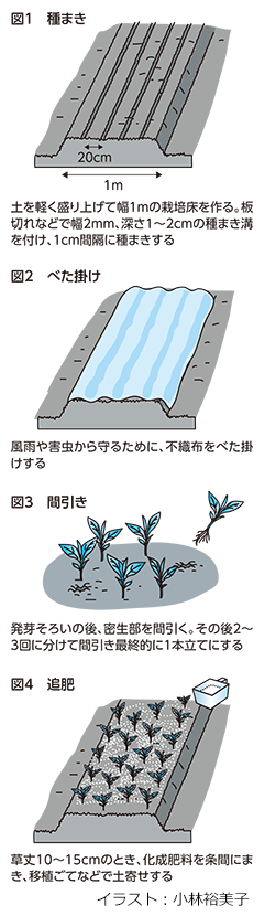 ホウレンソウは排水をよく