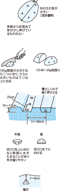 野菜の短距離選手、ジャガイモ作りの要点