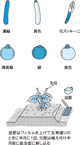 ズッキーニ、上手に育て　おいしく食べる10カ条